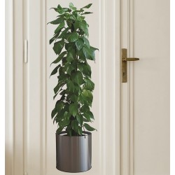 Saksılı Bitki Tasarımlı Yapışkanlı Sticker Resim 90*30 cm MC-665